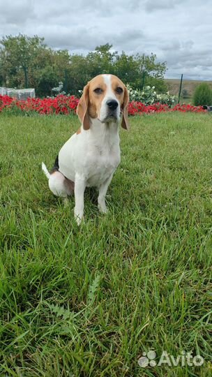 Гостиница для животных