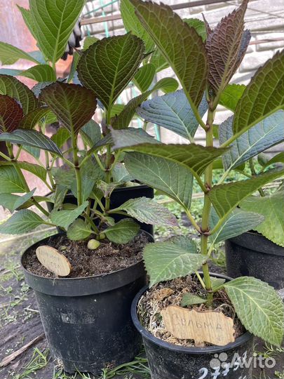 Гортензия крупнолистная саженцы