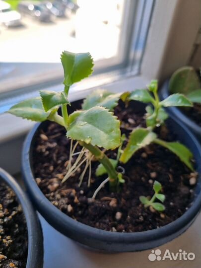 Каланхоэ лечебное