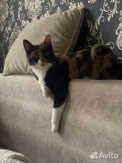 Кошечка в добрые руки