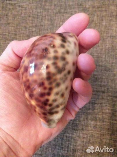 Ракушка ципрея тигрис каури 8-9 см