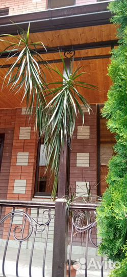 Пальма. (Панданус)