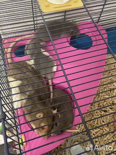 Декоративная крыса дамбо