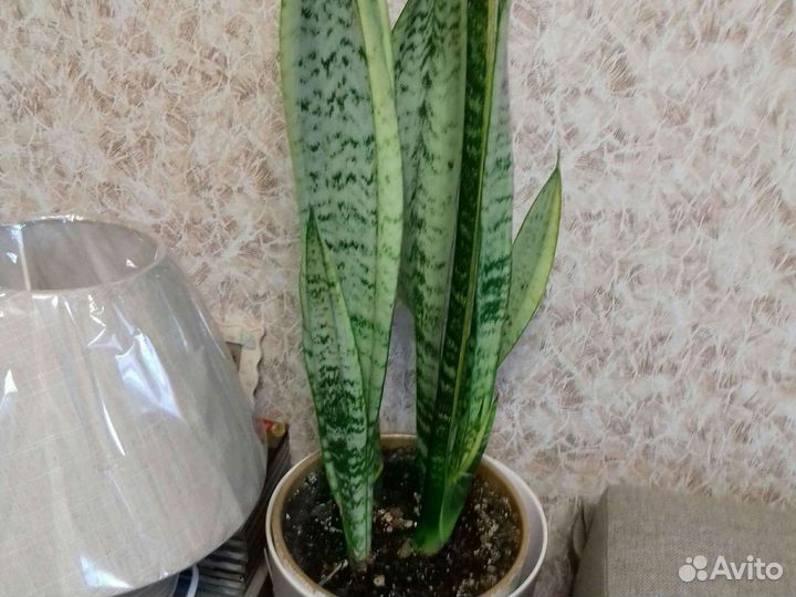 Сансеиверии.Фикусы