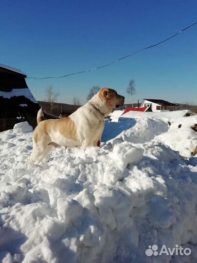 Щенки алабая