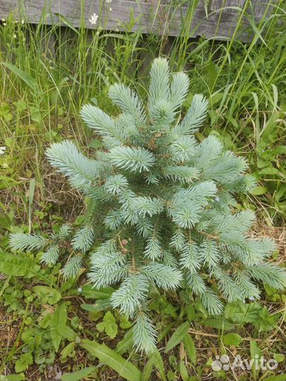 Ель голубая