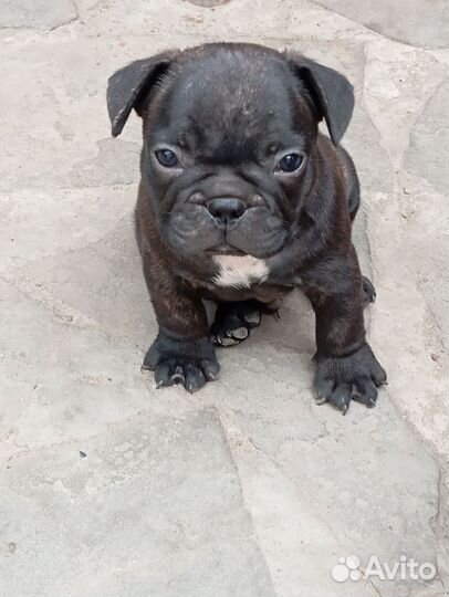 Французский бульдог щенки