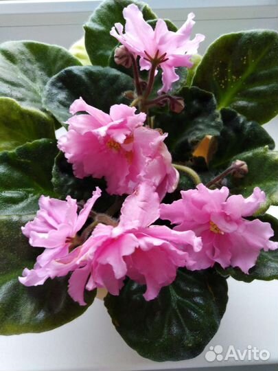 Сортовые фиалки