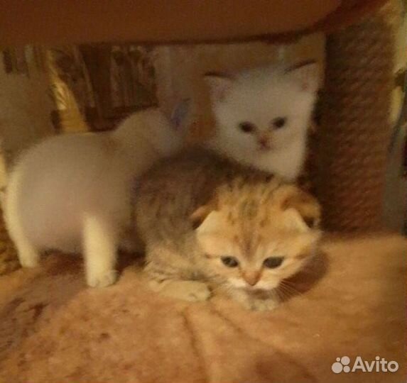 Шотландские котята