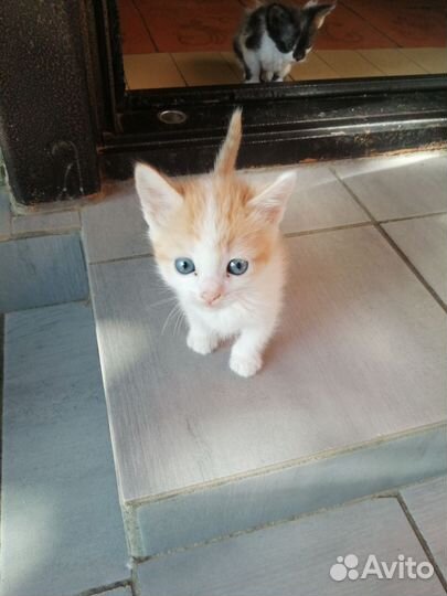 Кошки