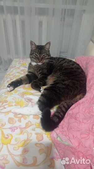 Отдам кота в добрые руки