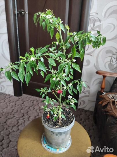 Острый перец огонек