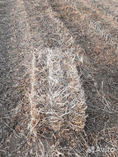 Сено соя в тюках