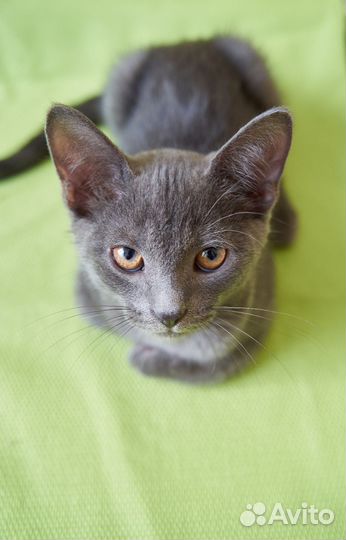 Кошка в дар бесплатно