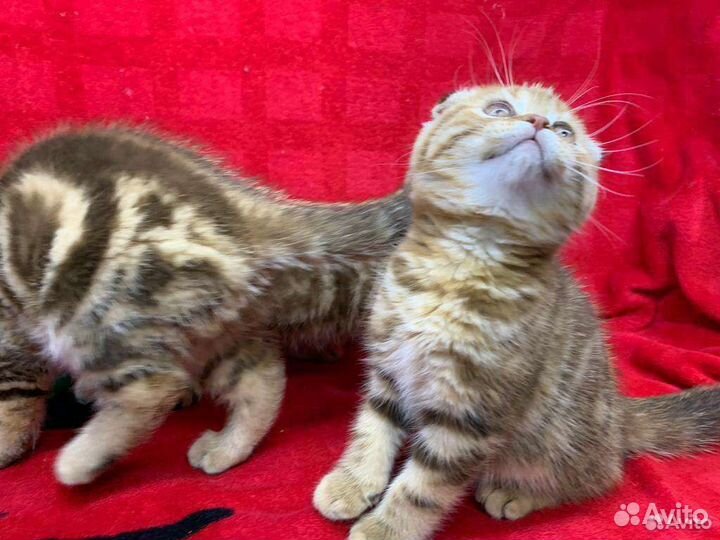 Шотландские вислоухие котята мраморные