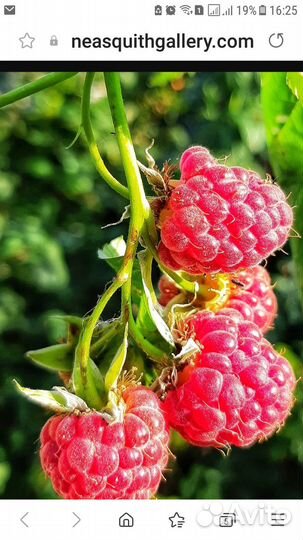 Ягода малина свежая