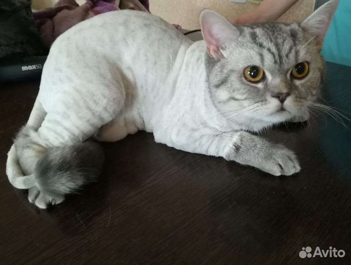 Стрижка кошек и собак