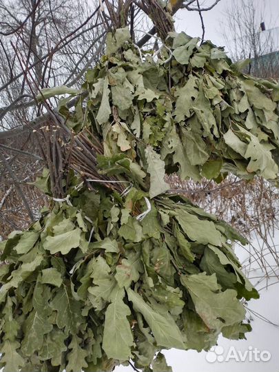 Дубовые веники для бани