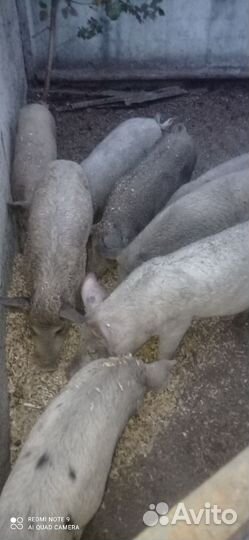 Поросята
