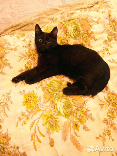 Подарю котят