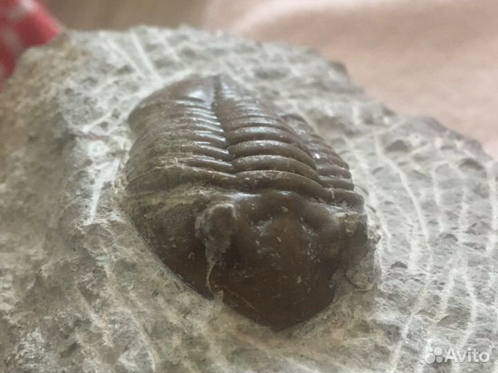 Большой трилобит