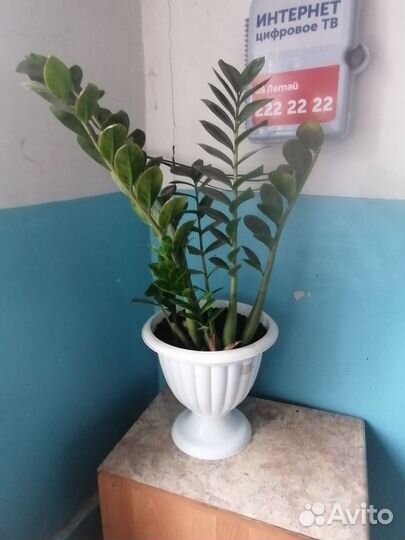 Замиокулькас долларовое дерево)