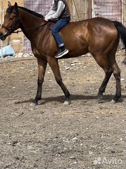 Лошадь кобыла