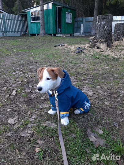 Одежда для собак