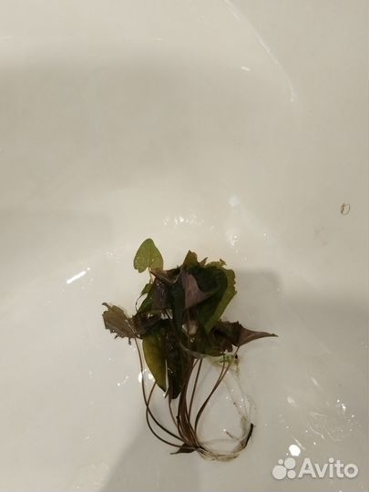 Аквариумные растения