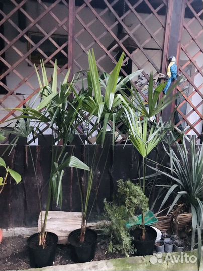 Пальма веерная