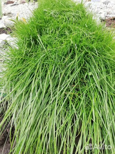 Семена газонной травы