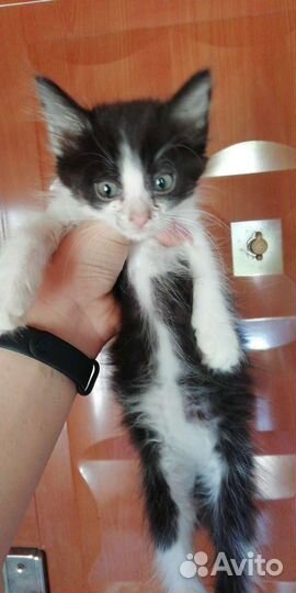 Кошка в дар бесплатно