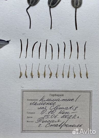 Рамка из дуба с натуральным гербарием 