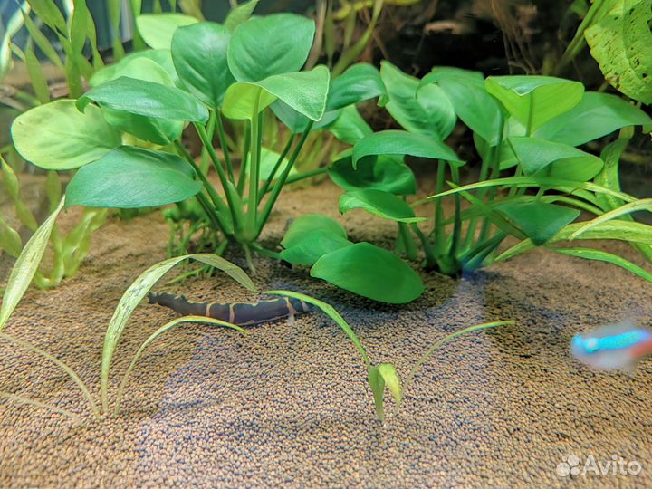Анубиас (обмен)