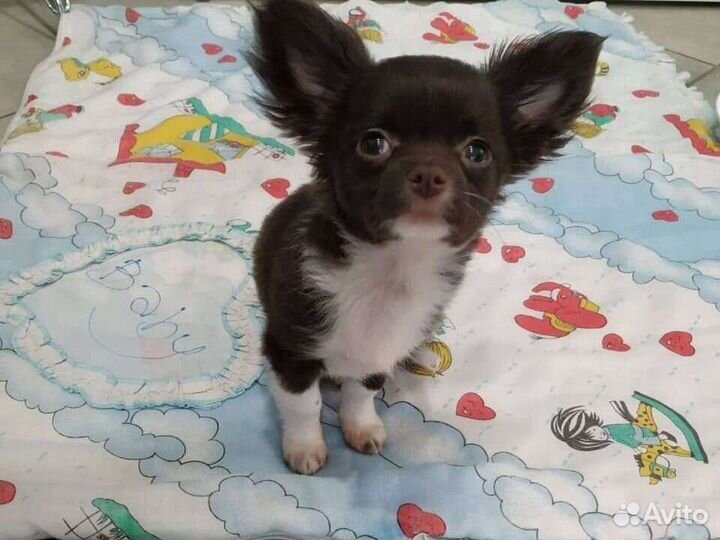 Чудесная чишка-малышка