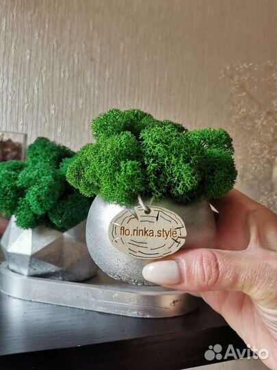 Кашпо со стабилизированным мхом