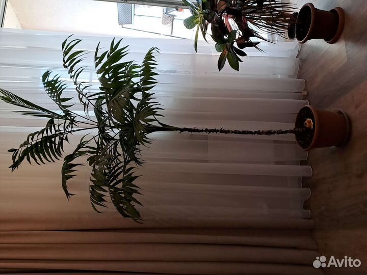 Хамедорея изящная Пальма