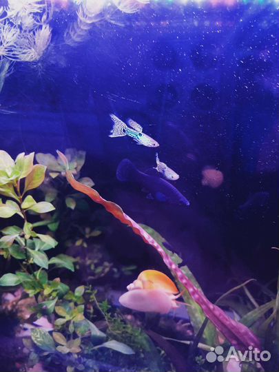 Аквариумные рыбки и растения в Москве