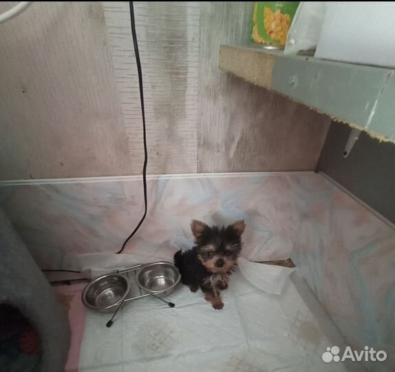 Йоркширский терьер мини щенки