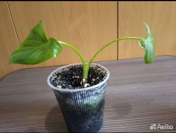 Комнатные растения