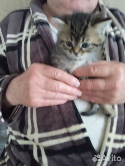Котёнок бесплатно