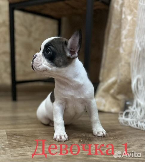 Французский бульдог щенки