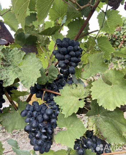 Виноград винного сорта