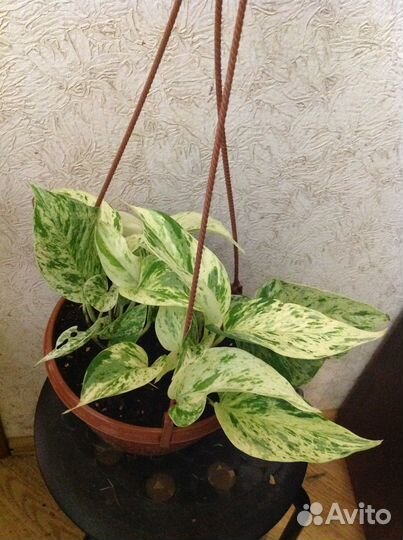Сциндапсус или Эпипремнум Марбел Квин вар с фото