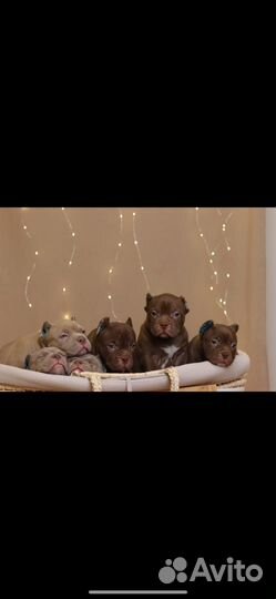 Американский Булля Внук Феррари приглашает невест