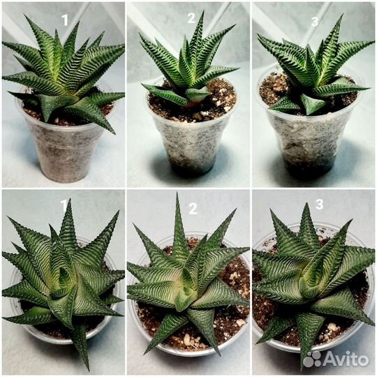 Хавортии и всякие разные суккуленты