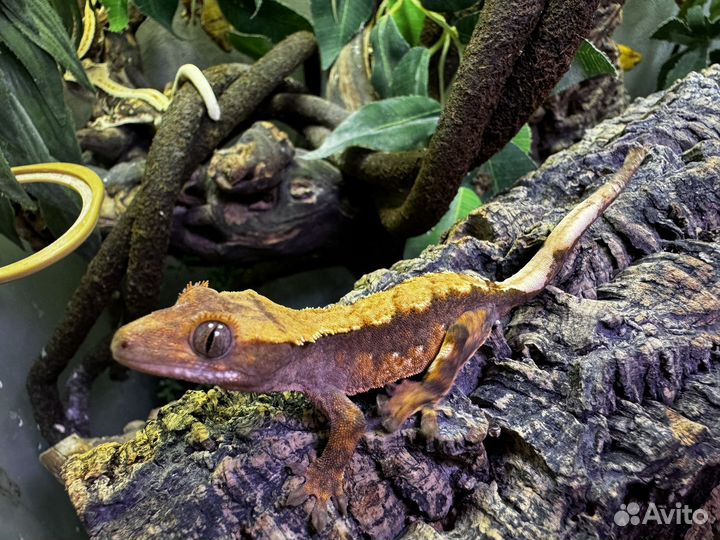 Реснитчатый бананоед