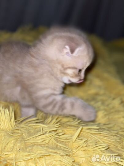 Британский вислоухий котик