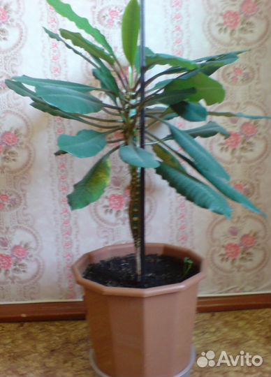 Продам каланхоэ, алоэ, щучий хвост, лимон и т.д