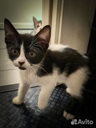 Котята бесплатно